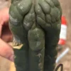 Kaktus San Pedro