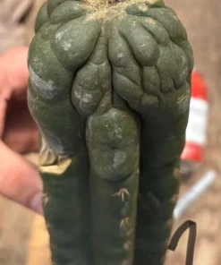 Kaktus San Pedro