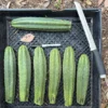 San Pedro Cacti Near Me