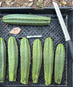 San Pedro Cacti Near Me