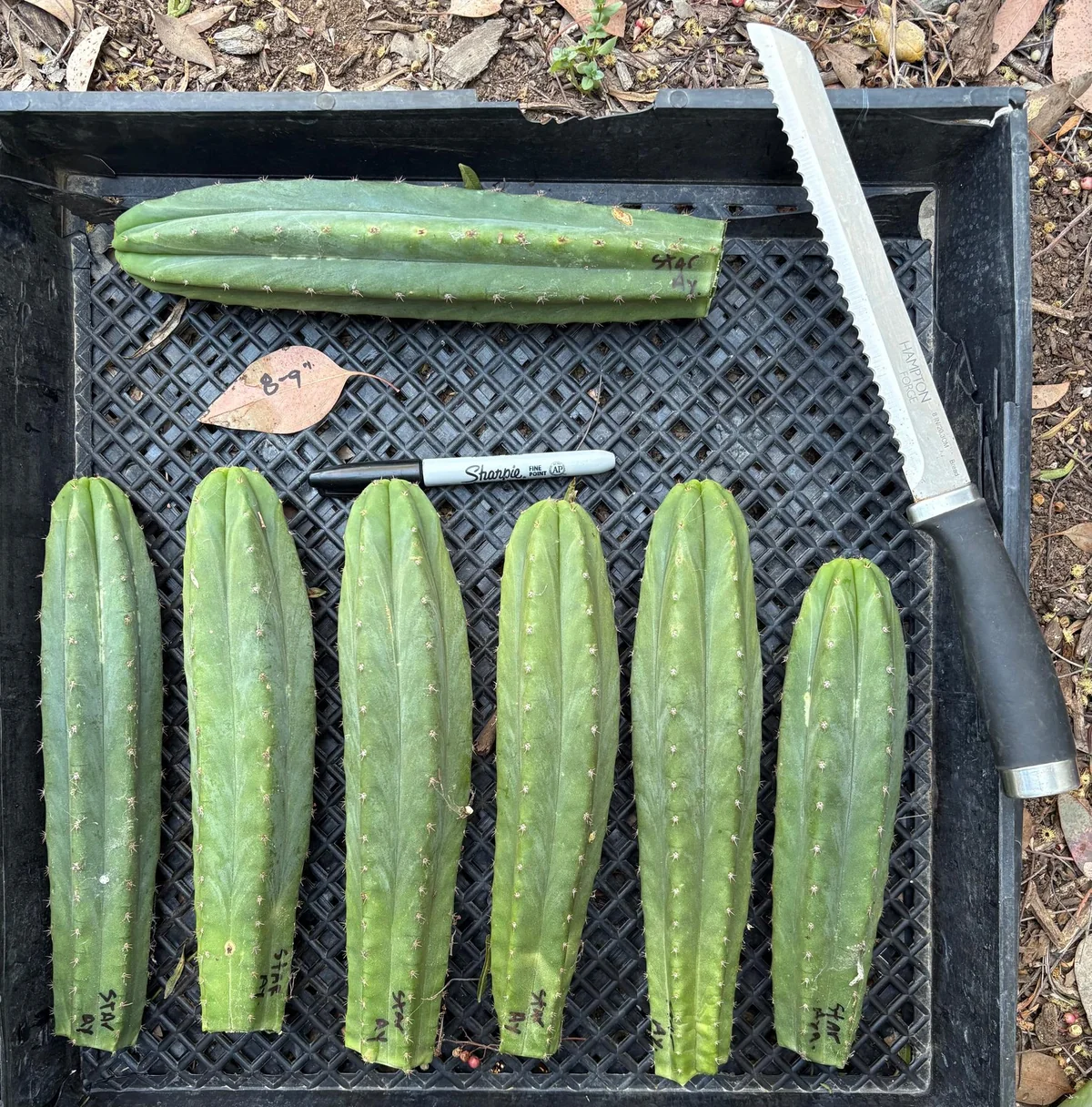 San Pedro Cacti Near Me