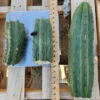 Buy Cactus Near Me