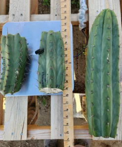 Buy Cactus Near Me