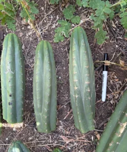 Alternative view of #EC149 EXACT Trichocereus Chavin Herbalist OP Cactus hybrid Cuttings
