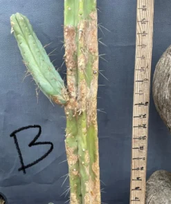 Alternative view of #EC153 EXACT Trichocereus Bridgesii Jiimz Twin Spine Cactus Cuttings