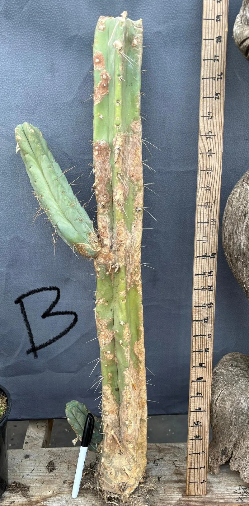#EC153 EXACT Trichocereus Bridgesii Jiimz Twin Spine Cactus Cuttings - Image 2