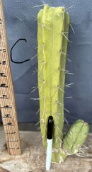 #EC153 EXACT Trichocereus Bridgesii Jiimz Twin Spine Cactus Cuttings - Image 3
