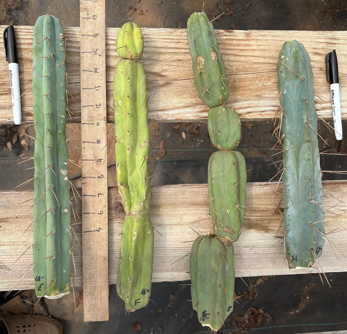 #EC153 EXACT Trichocereus Bridgesii Jiimz Twin Spine Cactus Cuttings - Image 11
