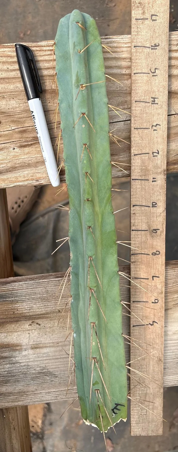 #EC153 EXACT Trichocereus Bridgesii Jiimz Twin Spine Cactus Cuttings - Image 8