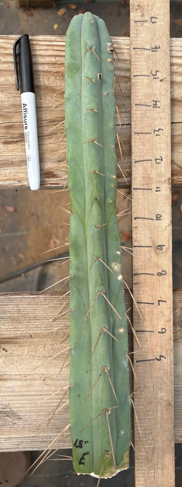 #EC153 EXACT Trichocereus Bridgesii Jiimz Twin Spine Cactus Cuttings - Image 10