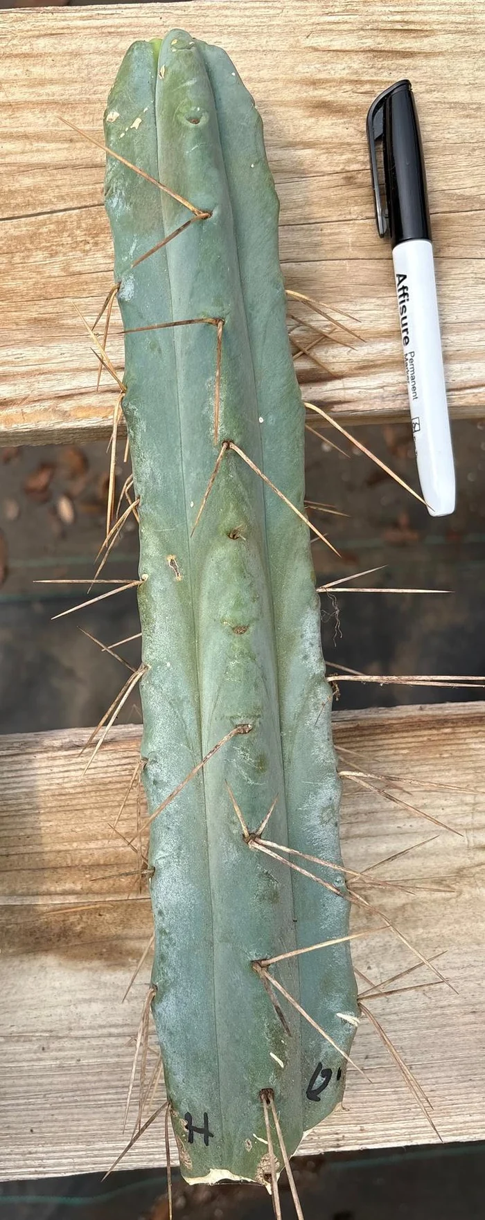 #EC153 EXACT Trichocereus Bridgesii Jiimz Twin Spine Cactus Cuttings - Image 9