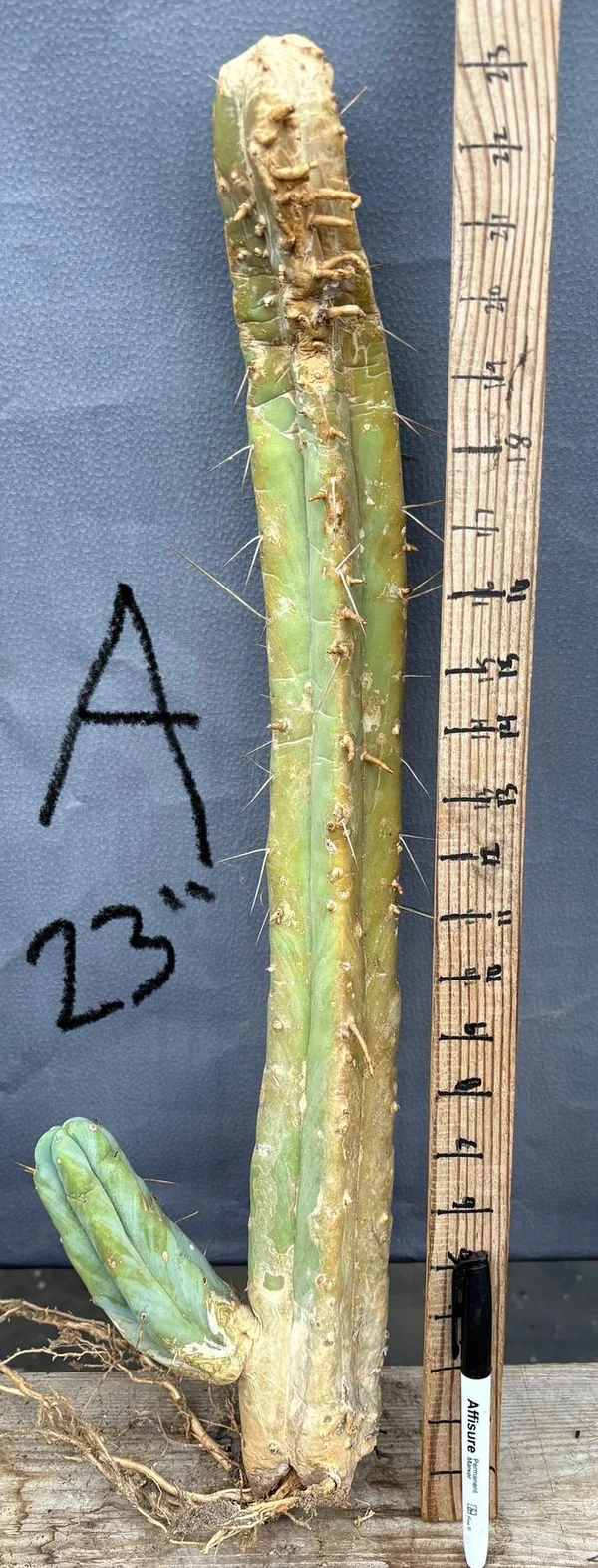 #EC153 EXACT Trichocereus Bridgesii Jiimz Twin Spine Cactus Cuttings - Image 7