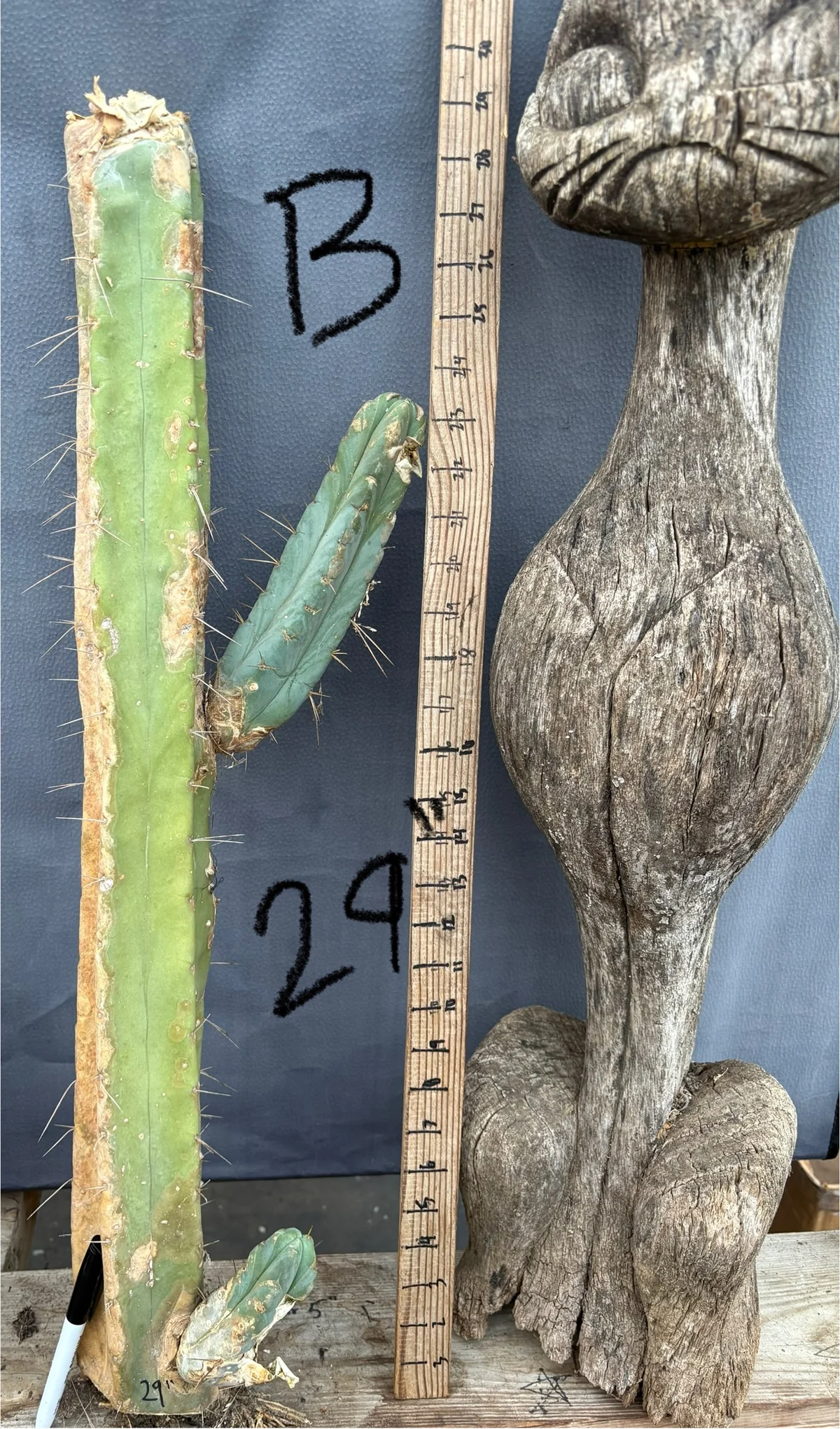 #EC153 EXACT Trichocereus Bridgesii Jiimz Twin Spine Cactus Cuttings - Image 6