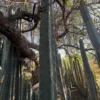Buy Trichocereus Bridgesii