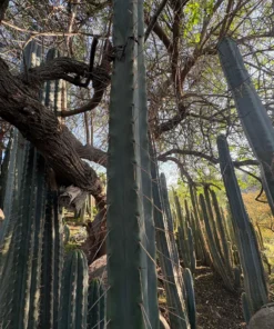 Buy Trichocereus Bridgesii