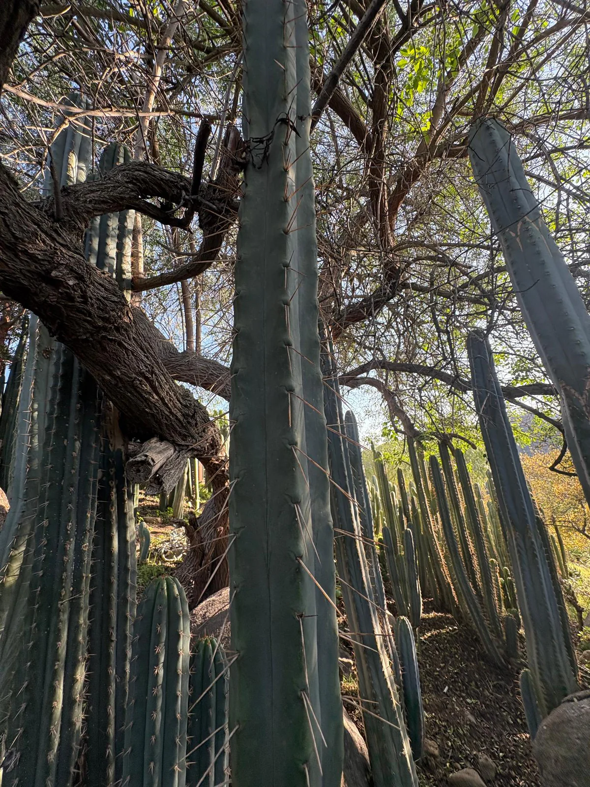 Buy Trichocereus Bridgesii