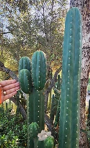 #EC157 EXACT Trichocereus Pachanoi "Awful" Cactus Various sizes - Image 4