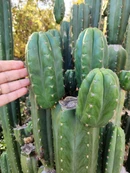 #EC157 EXACT Trichocereus Pachanoi "Awful" Cactus Various sizes - Image 3