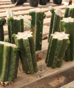 Alternative view of #EC157 EXACT Trichocereus Pachanoi "Awful" Cactus Various sizes