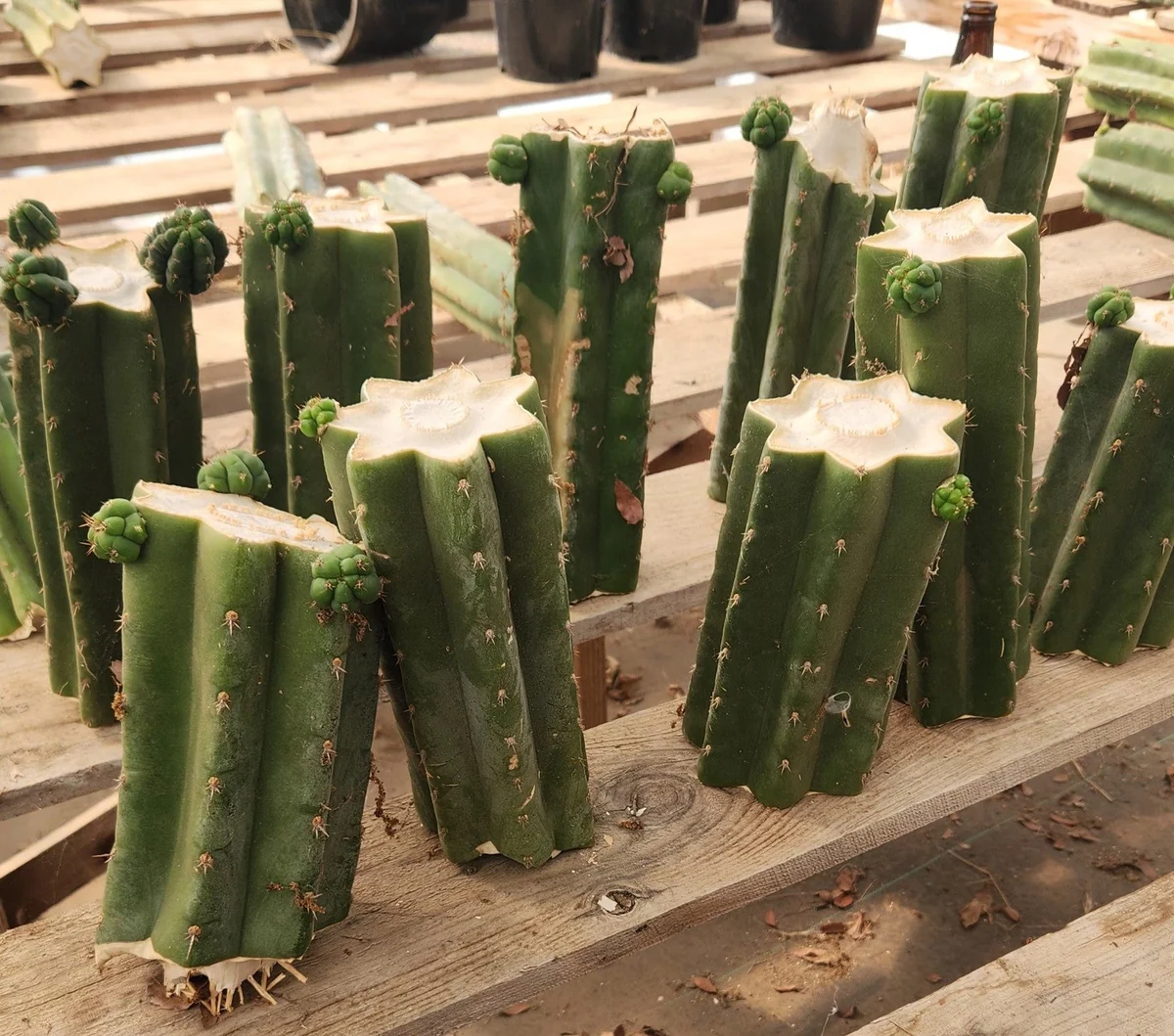 #EC157 EXACT Trichocereus Pachanoi "Awful" Cactus Various sizes - Image 2