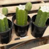 Buy San Pedro Cuttings