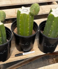 Buy San Pedro Cuttings