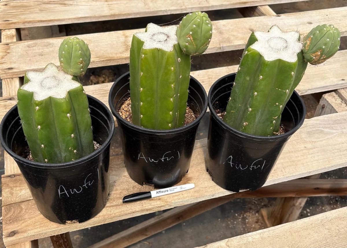 Buy San Pedro Cuttings