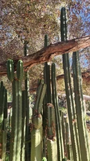 #EC157 EXACT Trichocereus Pachanoi "Awful" Cactus Various sizes - Image 5