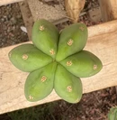 Alternative view of #EC161 EXACT Trichocereus Pachanoi Jessica X Scopulicola cutting 10-12”