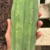 San Pedro Cacti For Sale