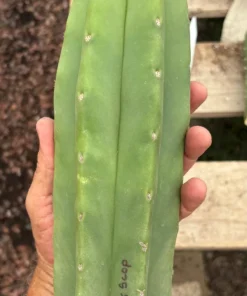 San Pedro Cacti For Sale