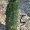 Pachanoi Trichocereus For Sale