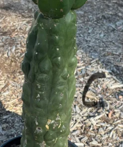 Pachanoi Trichocereus For Sale