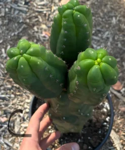 Pachanoi Trichocereus For Sale