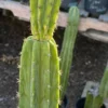 Buy San Pedro Trichocereus