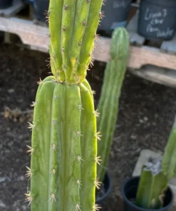 Buy San Pedro Trichocereus