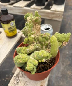 Buy Trichocereus Cactus