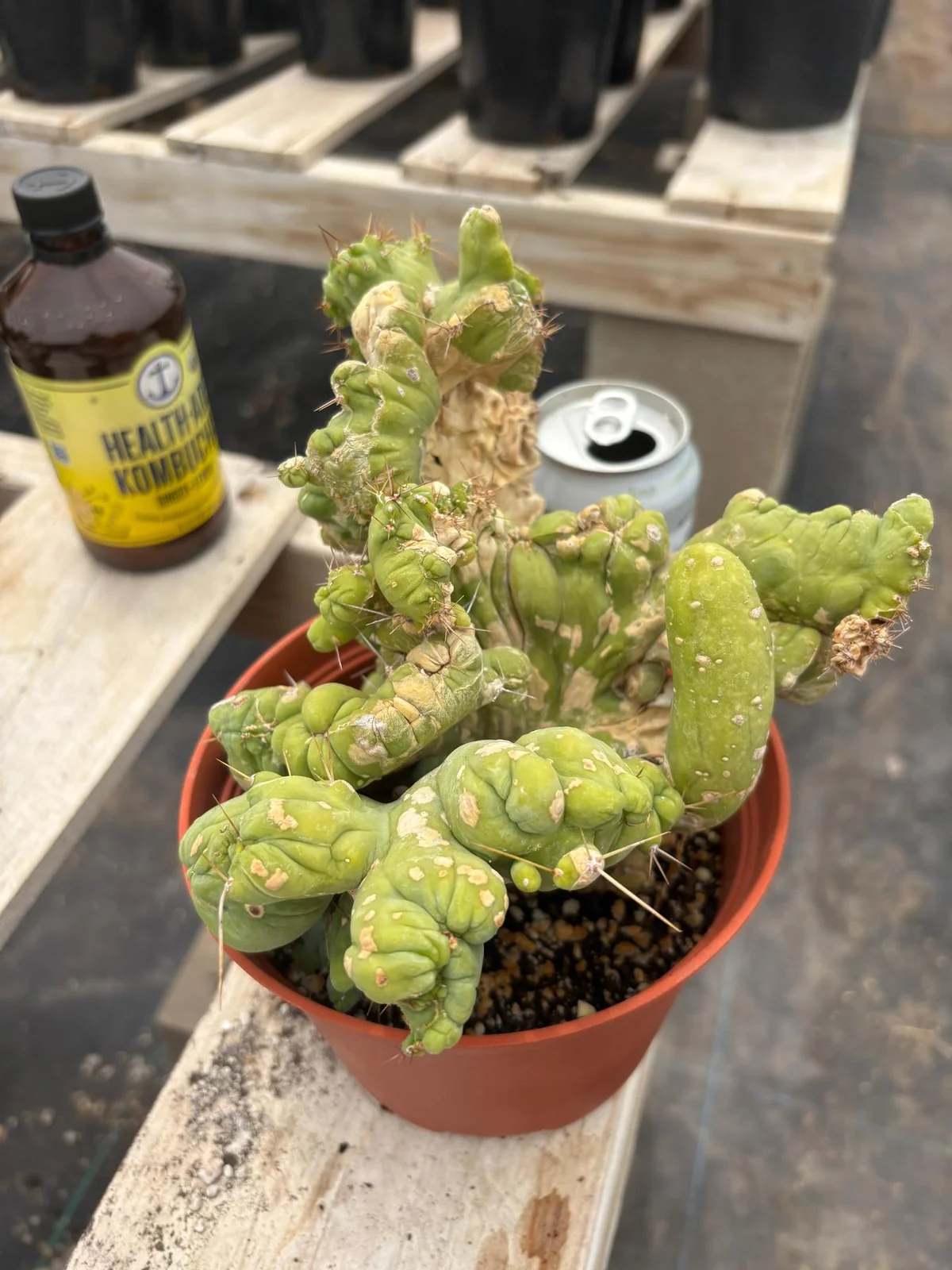 Buy Trichocereus Cactus