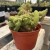 Buy Trichocereus Cactus