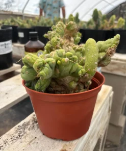 Buy Trichocereus Cactus