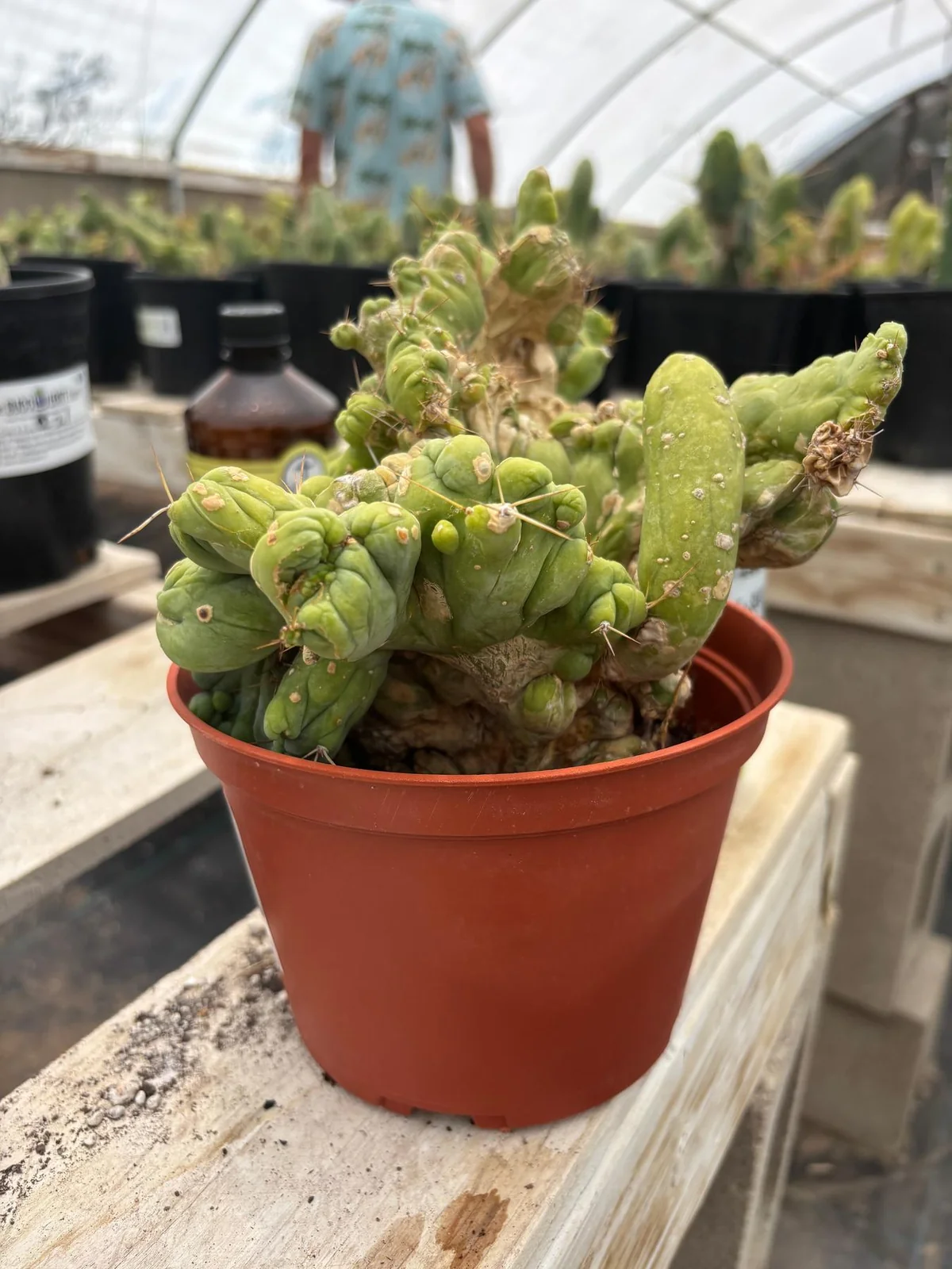 Buy Trichocereus Cactus