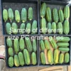 San Pedro Cactus Plant