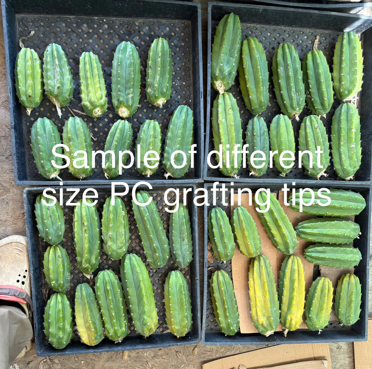 San Pedro Cactus Plant
