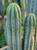 #EC196 EXACT trichocereus Peruvianus "Rancho" Ornamental Cactus Cuttings and Potted - Image 13