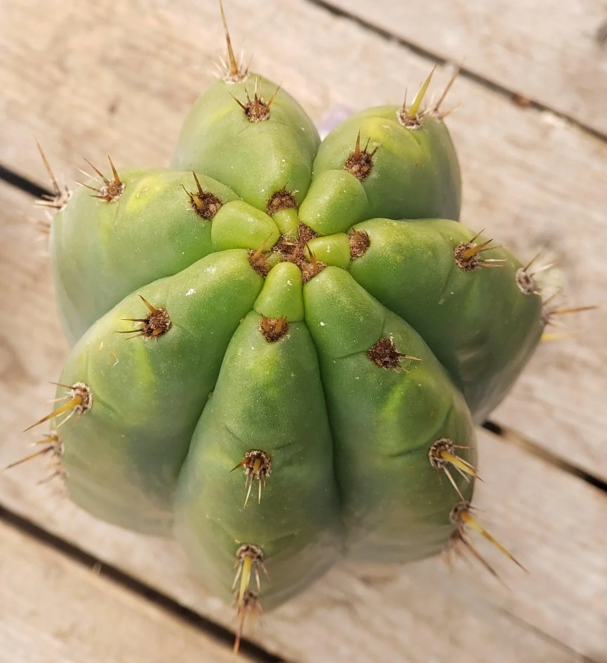 #EC196 EXACT trichocereus Peruvianus "Rancho" Ornamental Cactus Cuttings and Potted - Image 6