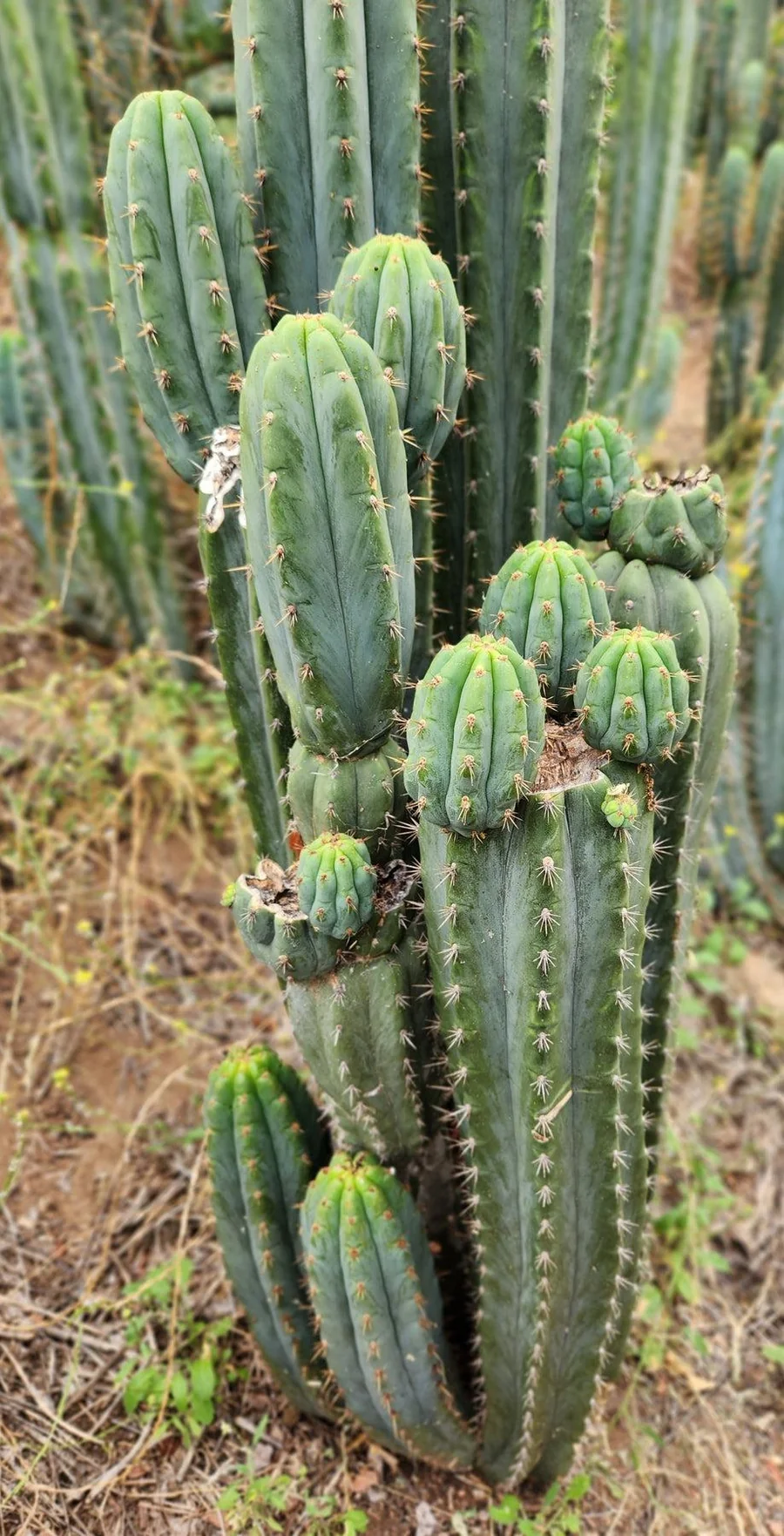 #EC196 EXACT trichocereus Peruvianus "Rancho" Ornamental Cactus Cuttings and Potted - Image 5