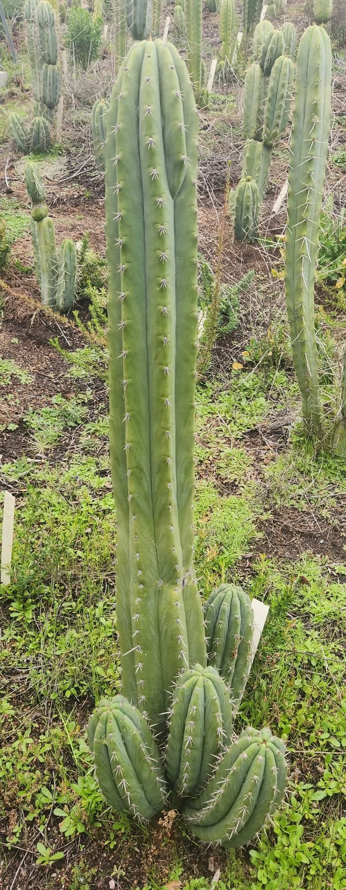 #EC196 EXACT trichocereus Peruvianus "Rancho" Ornamental Cactus Cuttings and Potted - Image 3