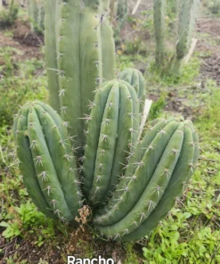 Alternative view of #EC196 EXACT trichocereus Peruvianus "Rancho" Ornamental Cactus Cuttings and Potted
