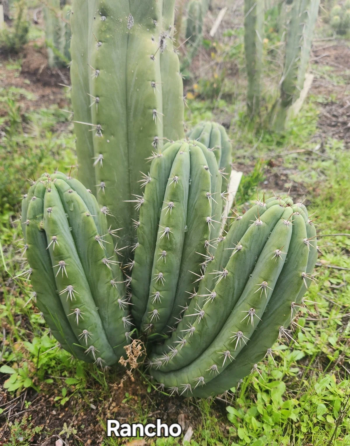#EC196 EXACT trichocereus Peruvianus "Rancho" Ornamental Cactus Cuttings and Potted - Image 2