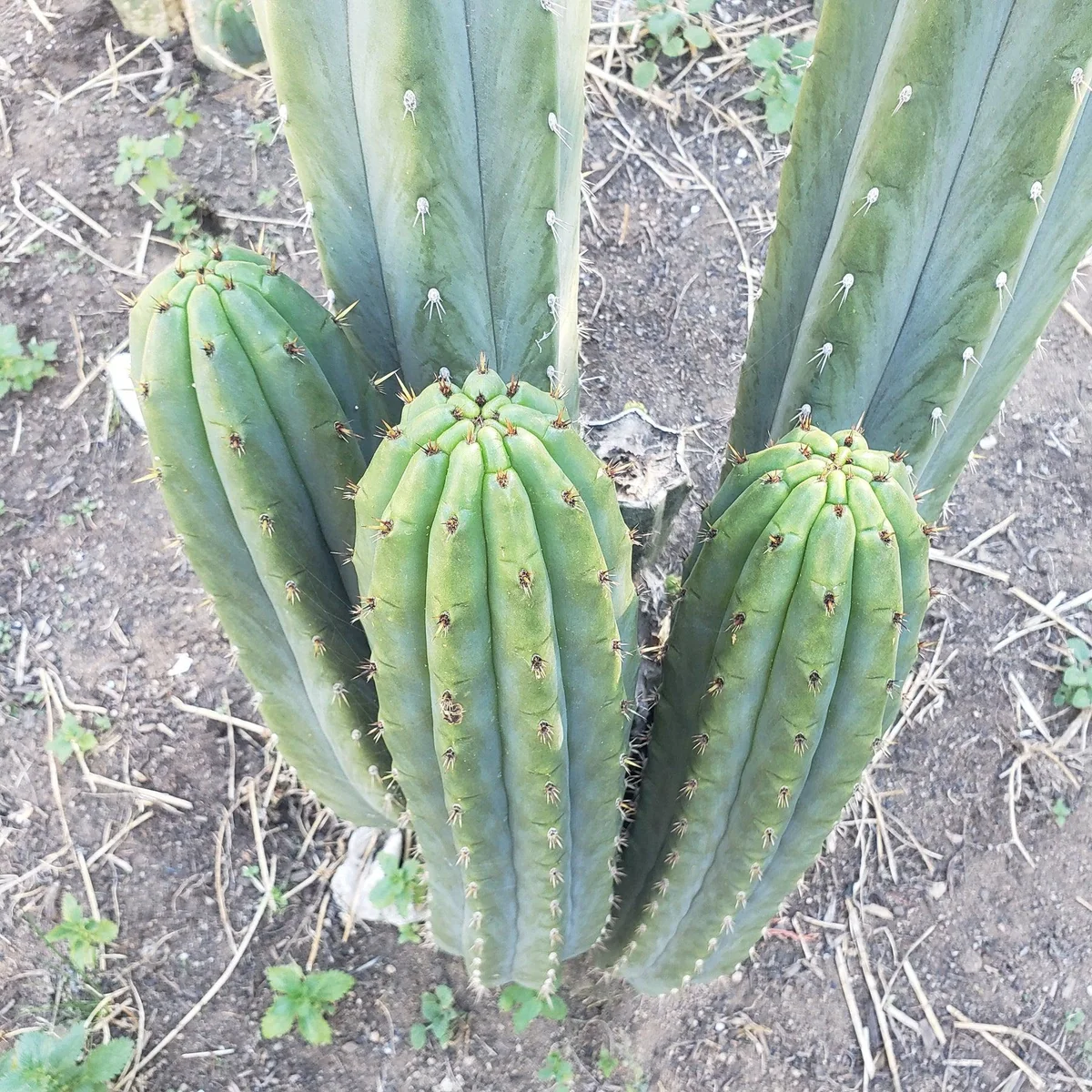 #EC196 EXACT trichocereus Peruvianus "Rancho" Ornamental Cactus Cuttings and Potted - Image 12